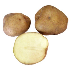 Насіннєва раньостигла картопля "Щедрик" (Еліта, для супів, запікання та жарки ) 1кг