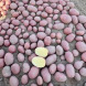 Насіннєва середньорання картопля "Коразон" (1 репродукція, сорт столового призначення) 1кг 