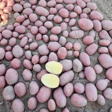 Насіннєва середньорання картопля "Коразон" (1 репродукція, сорт столового призначення) 1кг 