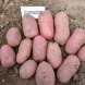 Насіннєва середньорання картопля "Коразон" (1 репродукція, сорт столового призначення) 1кг 