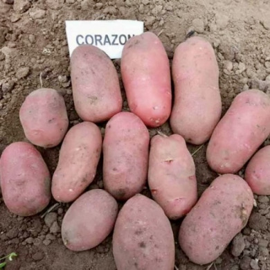 Насіннєва середньорання картопля "Коразон" (1 репродукція, сорт столового призначення) 1кг 