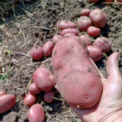 Насіннєва середньорання картопля "Коразон" (1 репродукція, сорт столового призначення) 1кг 