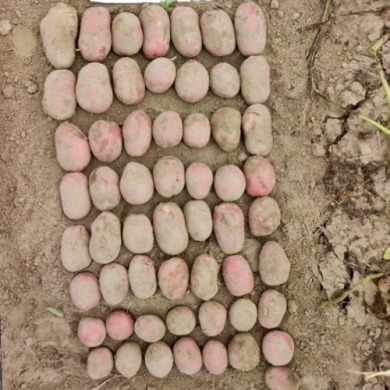 Насіннєва середньорання картопля "Коразон" (1 репродукція, сорт столового призначення) 1кг 