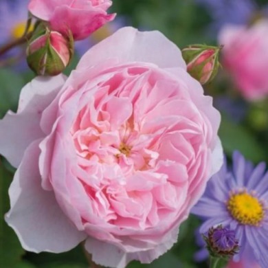 Роза английская "Висли" Wisley