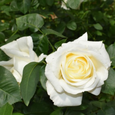 Роза чайно-гибридная "Белый шоколад" White chocolate