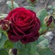 Троянда чайно-гібридна "Графиня Діана" Gräfin Diana