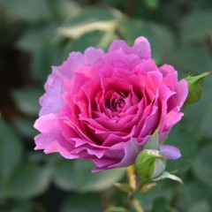Роза шраб японской селекции "Шахерезада" Sheherazad, Princesse d