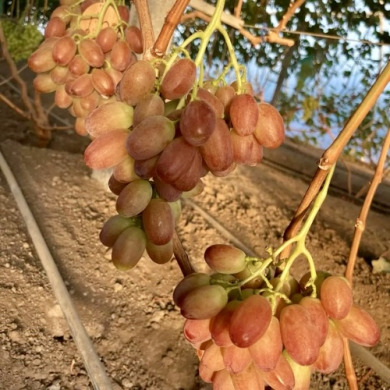 Виноград столовый "Прерия"