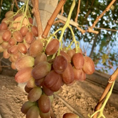 Виноград столовый "Прерия"