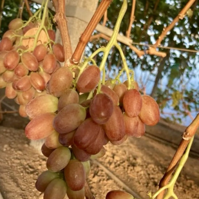 Виноград столовый "Прерия"